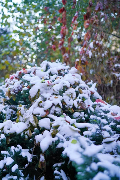 Winter Plant Leaves Covered Snow — Stock Photo, Image