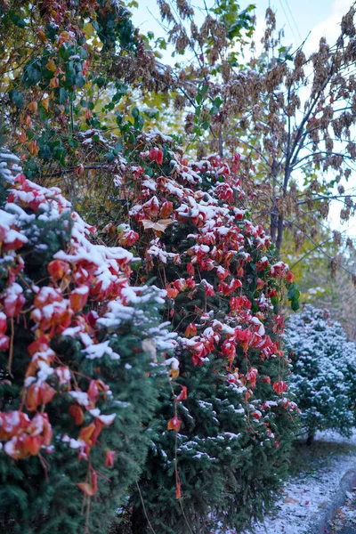 Winter Plant Leaves Covered Snow — Stock Photo, Image