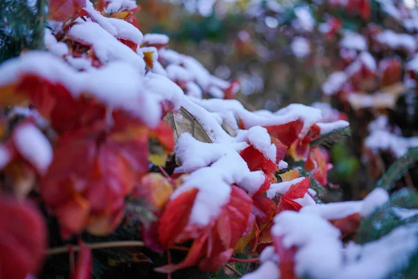 冬の植物の葉は雪で覆われている — ストック写真