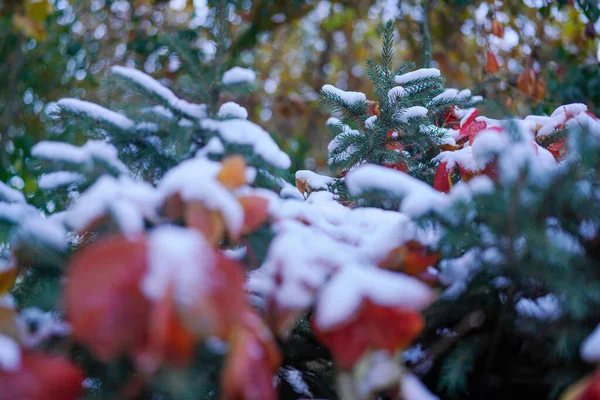 Winter Plant Leaves Covered Snow — Stock Photo, Image