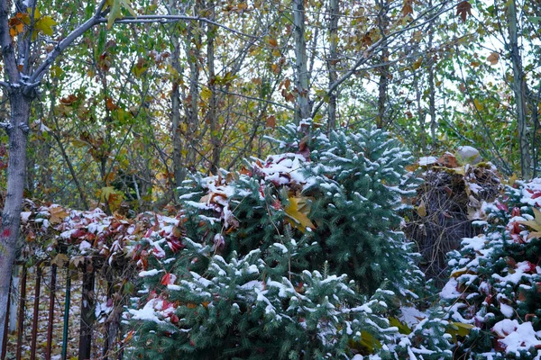 Winter Plant Leaves Covered Snow — Stock Photo, Image