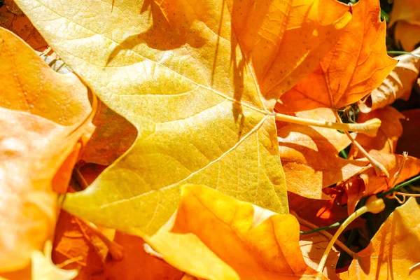 Żółty Sycamore Liście Ziemi Jesienią — Zdjęcie stockowe