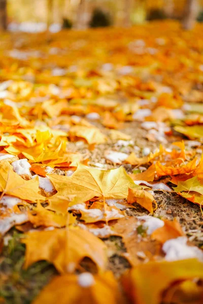 Drzewo Jaworowe Jesienią Opadłymi Żółtymi Liśćmi — Zdjęcie stockowe