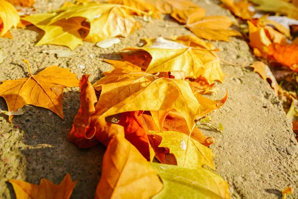 Drzewo Jaworowe Jesienią Opadłymi Żółtymi Liśćmi — Zdjęcie stockowe
