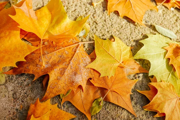 Sonbaharda yaprakları dökülen çınar ağacı.