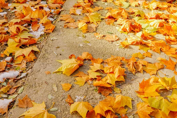 Sycamore Boom Herfst Met Omgevallen Gele Bladeren — Stockfoto