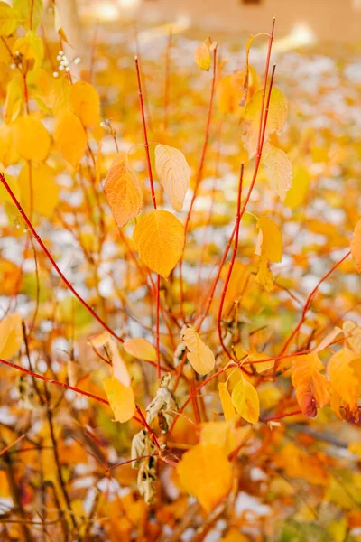 Withered Yellow Leaves Autumn Bushes — 图库照片