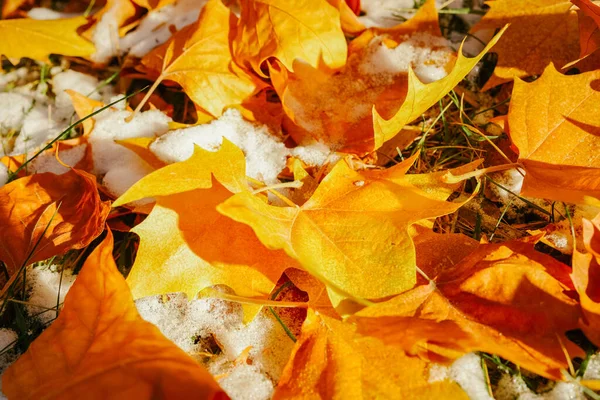 Sycamore Boom Herfst Met Omgevallen Gele Bladeren — Stockfoto