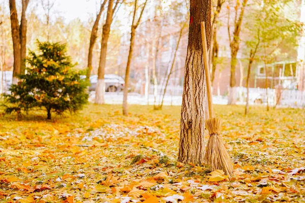 Yellow Leaves Falling Autumn Woods — Stock Photo, Image