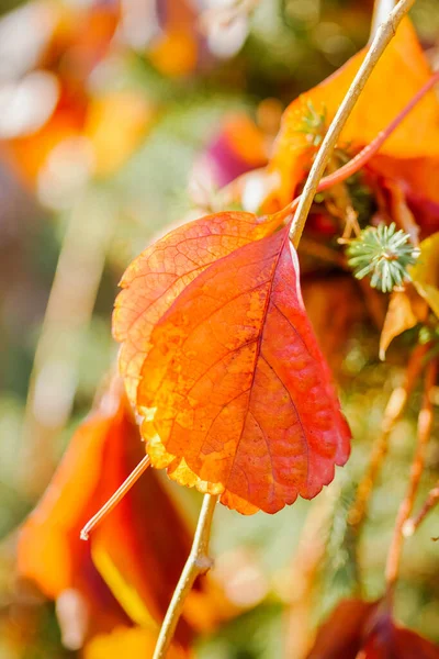 Autumn Red Creeper Beautiful Light — 图库照片