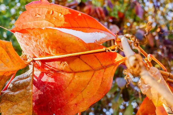 Herbstrote Schlingpflanze Schönes Licht — Stockfoto