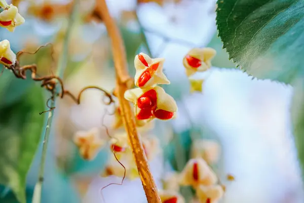 秋の赤い明るい小さな果物 — ストック写真