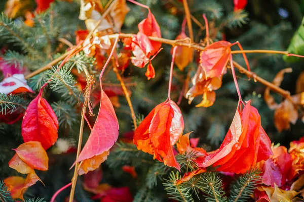 Autumn Red Creeper Beautiful Light — 图库照片