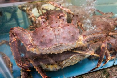 Tayland deniz ürünleri pazarı taze Red King Crab
