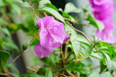 Çiçek saksısı kırmızı yaprak çiçeği