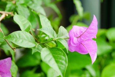 Çiçek saksısı kırmızı yaprak çiçeği