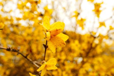 ilkbaharda çiçek açan sarı hor çiçeği