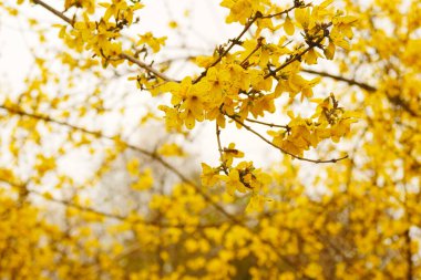 ilkbaharda çiçek açan sarı hor çiçeği