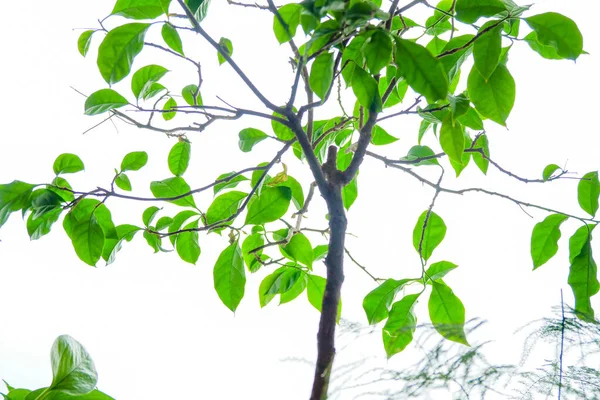 Свежие Зеленые Листья Зеленые Деревья — стоковое фото