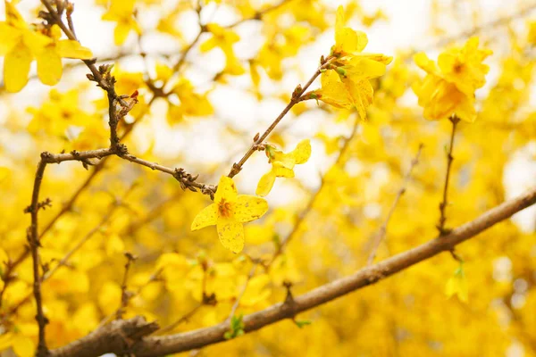 ilkbaharda çiçek açan sarı hor çiçeği