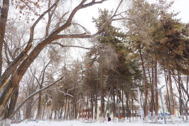 Çam ağacı, çam iğneleri, karlı bir günde ladin.
