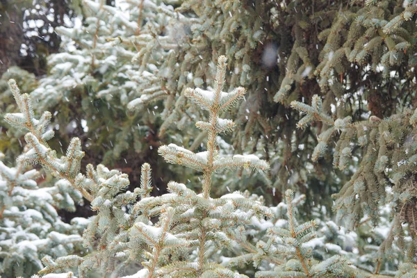 雪天里的云杉 — 图库照片
