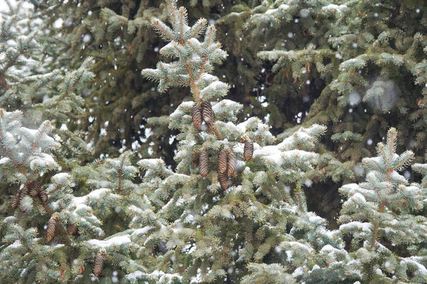 Pine Cones Pine Tree Snowy Day — Stock Photo, Image