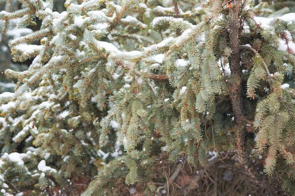Pine Tree Pine Needles Spruce Snowy Day — Stock Photo, Image