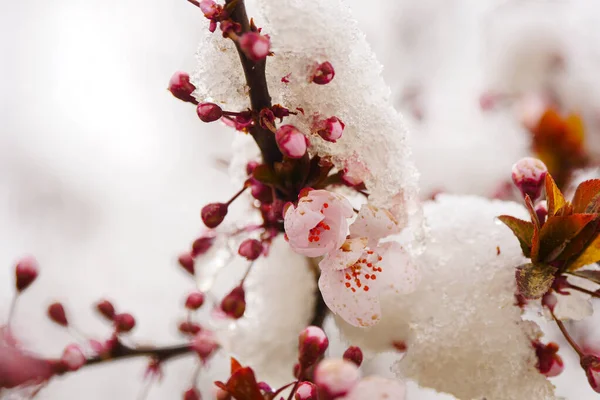 Aprikosenblüten Werden Frühling Eingefroren — Stockfoto