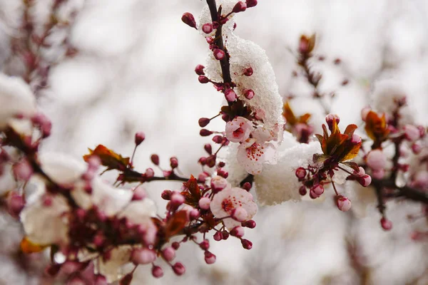 Flores Damasco São Congeladas Primavera — Fotografia de Stock