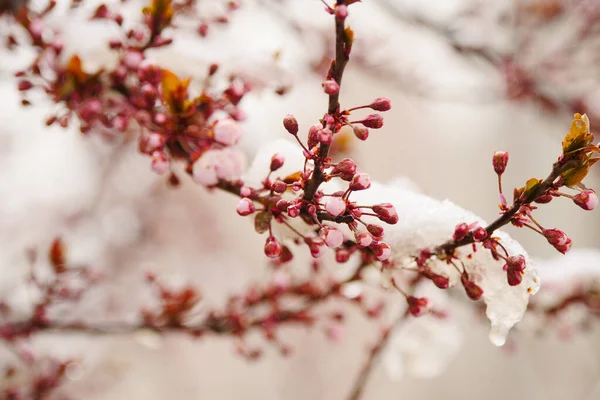 Las Flores Albaricoque Congelan Primavera —  Fotos de Stock