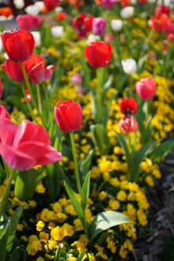 Hollanda laleleri baharda tam çiçeklenir