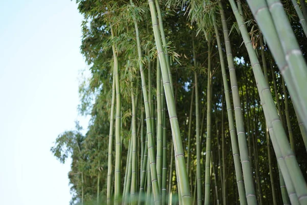 Green Bamboo Forest Mysterious Oriental Culture — Stock Photo, Image