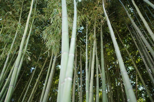 Green Bamboo Forest Mysterious Oriental Culture — Stock Photo, Image