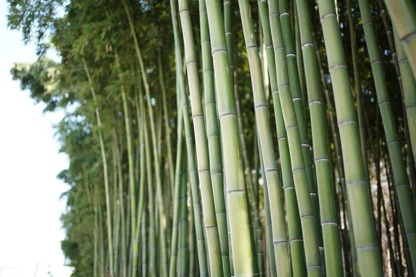 Green Bamboo Forest Mysterious Oriental Culture — Stock Photo, Image