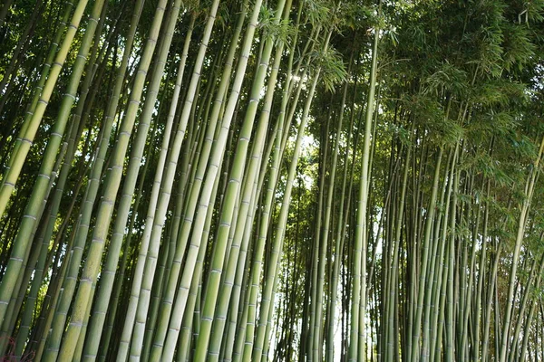 Grön Bambuskog Mystisk Orientalisk Kultur — Stockfoto