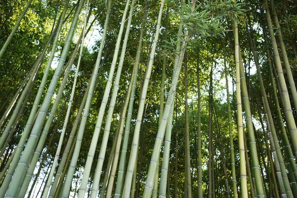 Grön Bambuskog Mystisk Orientalisk Kultur — Stockfoto