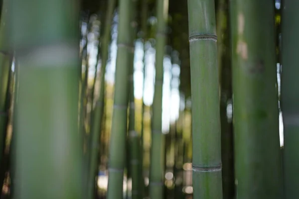 Green Bamboo Forest Mysterious Oriental Culture — Stock Photo, Image