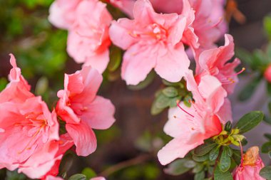 Pembe çiçek açan tarla faresi bahçesi çiçekleri.