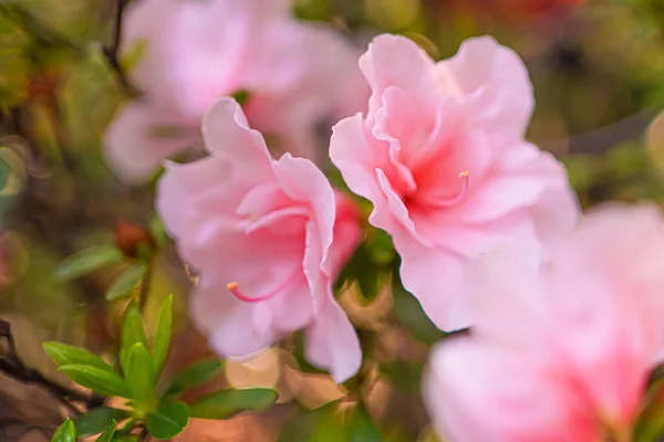 Roze Bloeiende Plant Rododendron Tuin Bloemen — Stockfoto