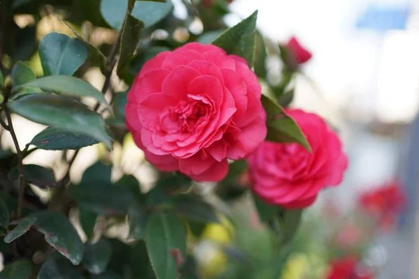 Růžové Kvetoucí Rostlina Rododendron Zahradní Květiny — Stock fotografie