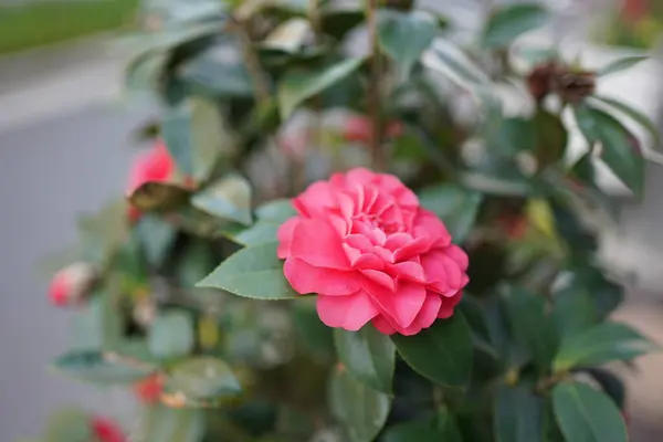 Růžové Kvetoucí Rostlina Rododendron Zahradní Květiny — Stock fotografie