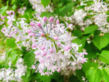 Bahar süsleri, mor karanfil çiçekleri.