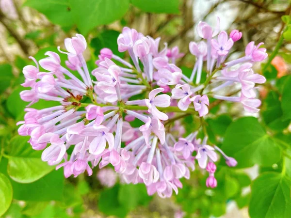 Spring Ornamental Plant Lilac Purple Clove Flowers — ストック写真