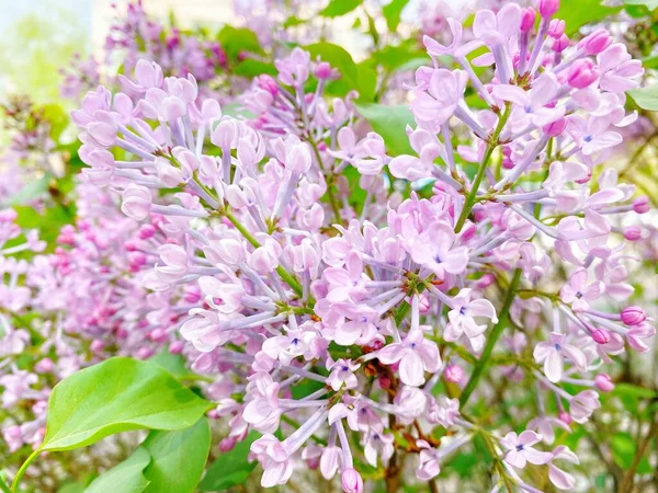 Primavera Planta Ornamental Lila Flores Clavo Púrpura — Foto de Stock