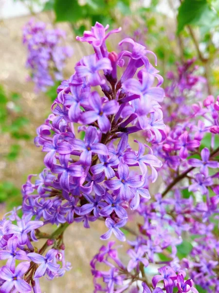 Spring Ornamental Plant Lilac Purple Clove Flowers — стоковое фото