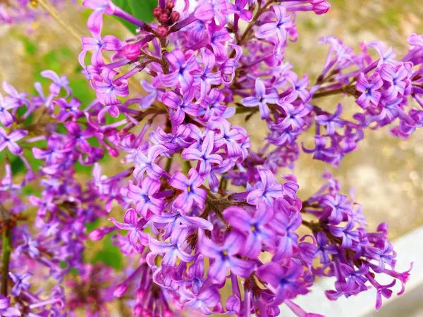 Spring Ornamental Plant Lilac Purple Clove Flowers — ストック写真