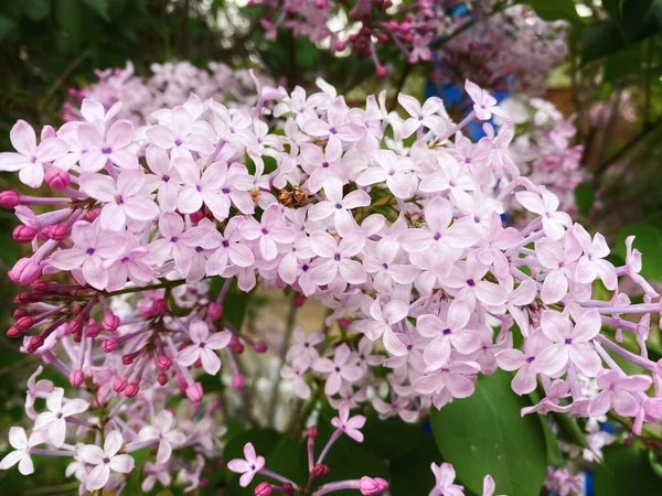 Pianta Ornamentale Primaverile Lilla Fiori Chiodi Garofano Viola — Foto Stock