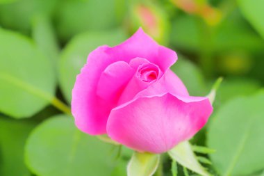 Pembe gül çiçeği ve gül goncası. Şam gül bahçesi