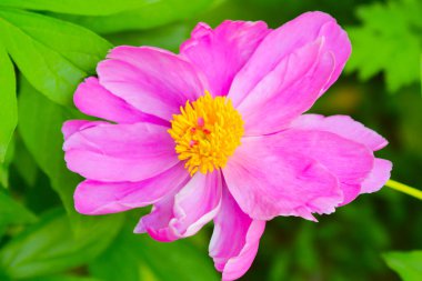 Pembe gül çiçeği ve gül goncası. Şam gül bahçesi